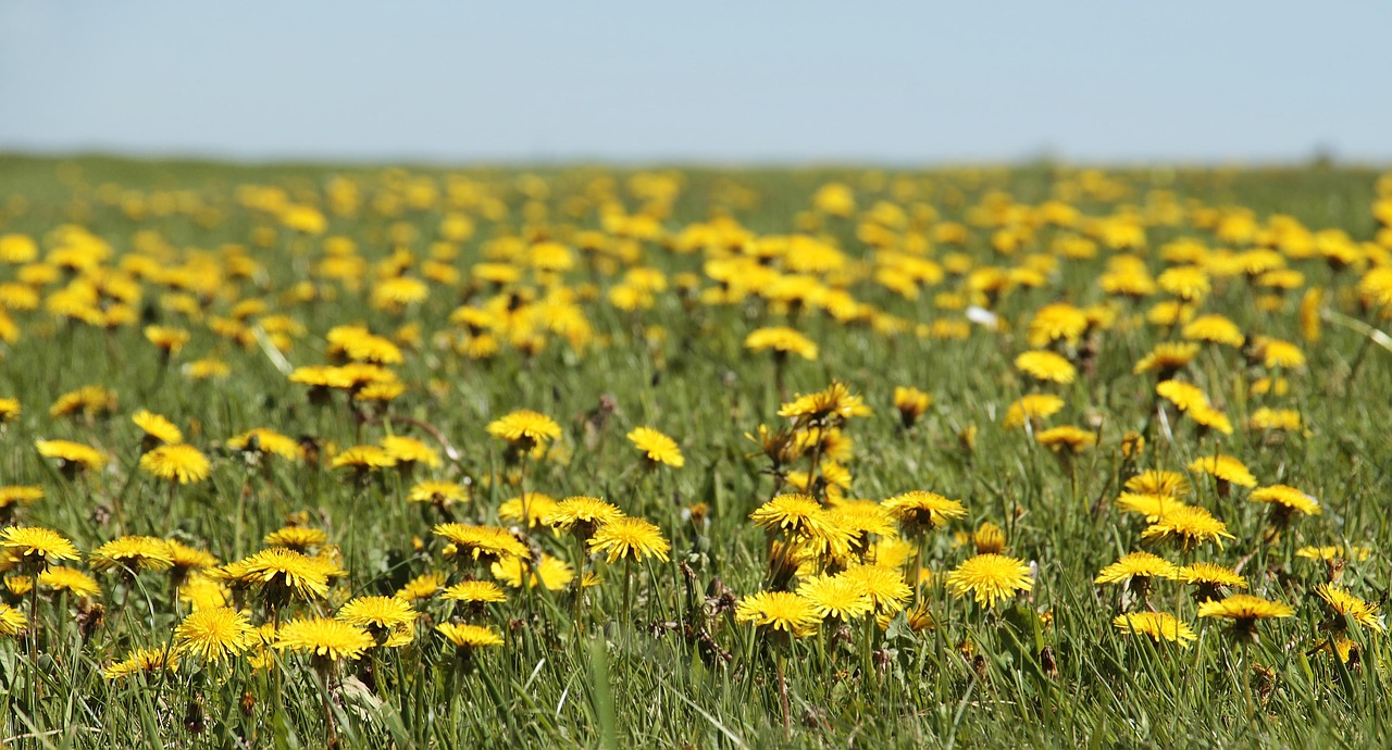 Dandelion spring field